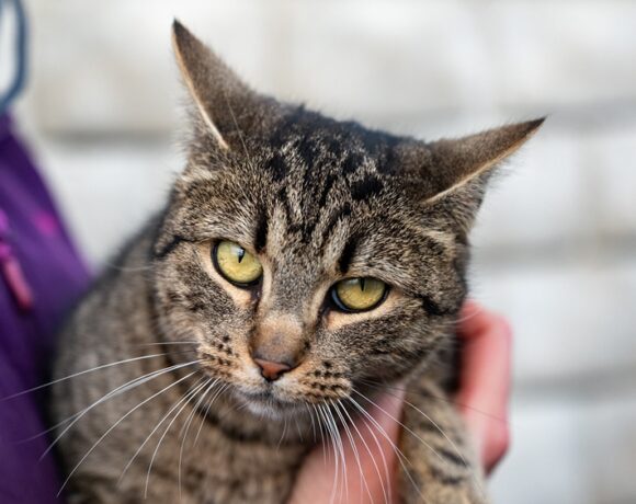 Kotka MADERA Kotka MADERA