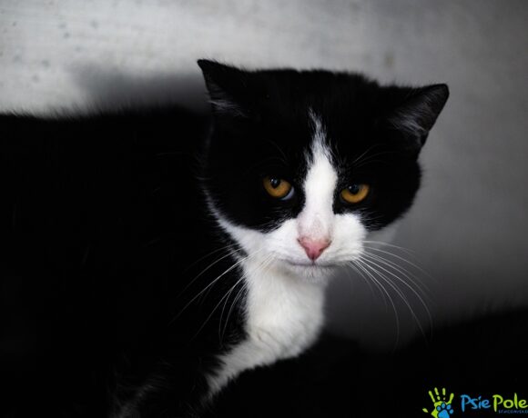 Kocurek RODOS Kocurek RODOS