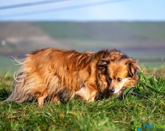 SINDII rezerwacja SINDII rezerwacja