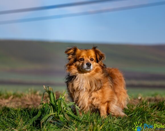 SINDII rezerwacja SINDII rezerwacja