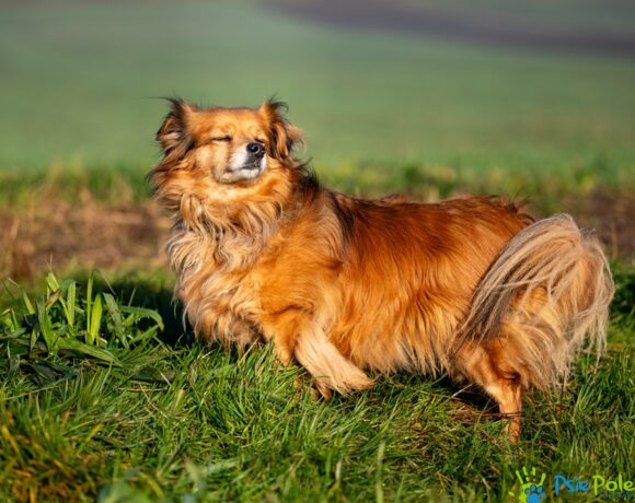 SINDII rezerwacja SINDII rezerwacja