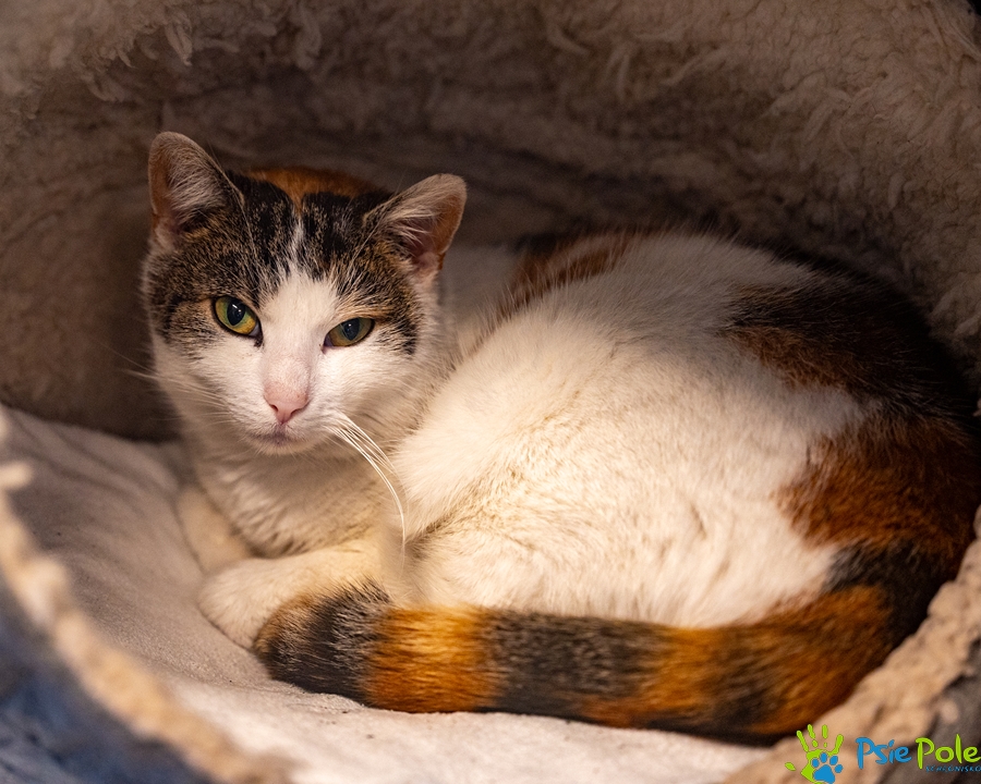 Kotka TOSIA Kotka TOSIA