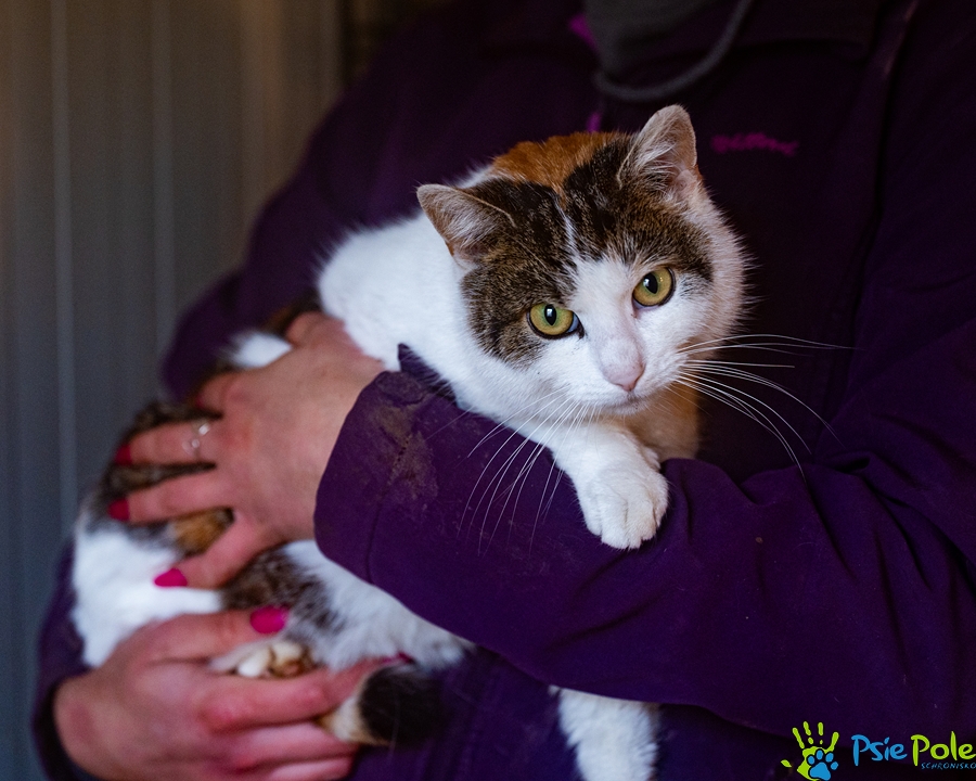 Kotka TOSIA Kotka TOSIA