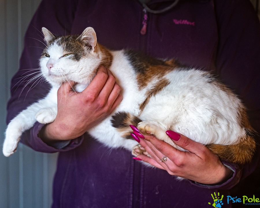 Kotka TOSIA Kotka TOSIA