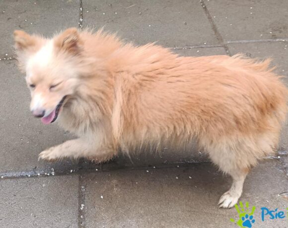 ALEXIS rezerwacja ALEXIS rezerwacja