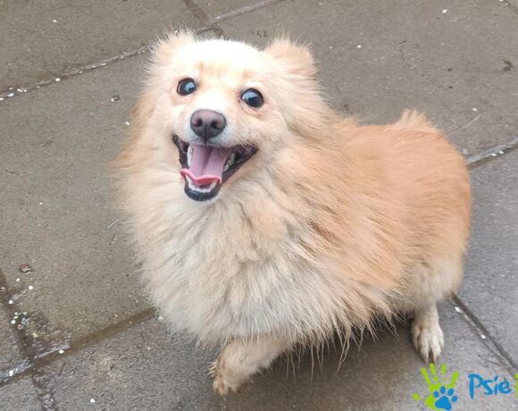 ALEXIS rezerwacja ALEXIS rezerwacja