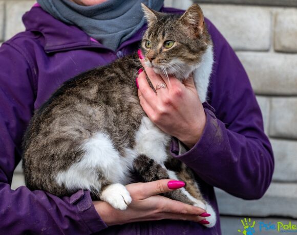 Kocurek BILI Kocurek BILI