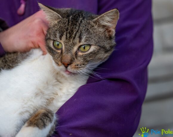 Kocurek BILI Kocurek BILI