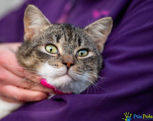 Kocurek BILI Kocurek BILI