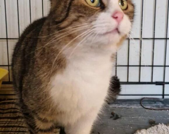 Kotka BRENDA Kotka BRENDA