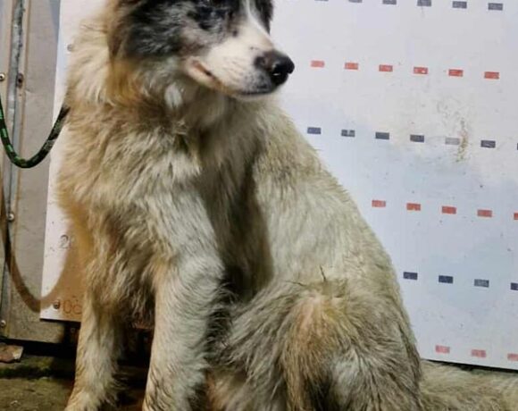 BUŁA od Kapiszona BUŁA od Kapiszona