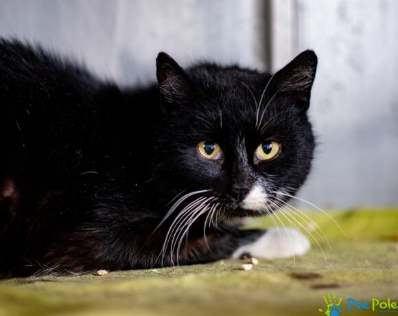 Kocurek HAROLD Kocurek HAROLD