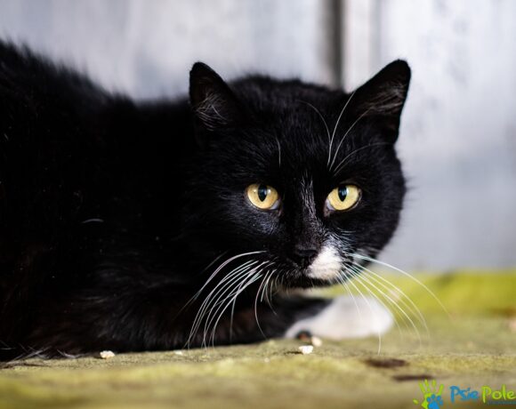 Kocurek HAROLD Kocurek HAROLD