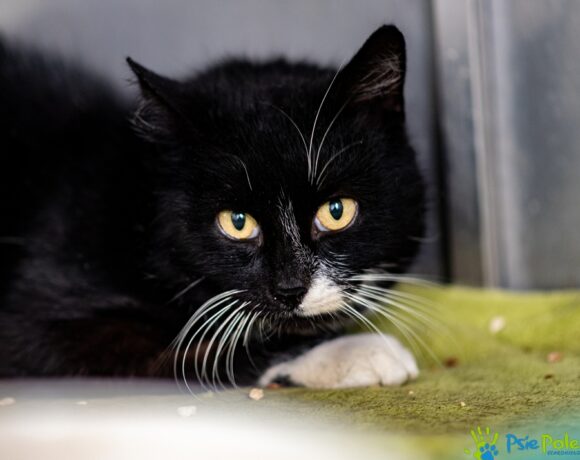 Kocurek HAROLD Kocurek HAROLD