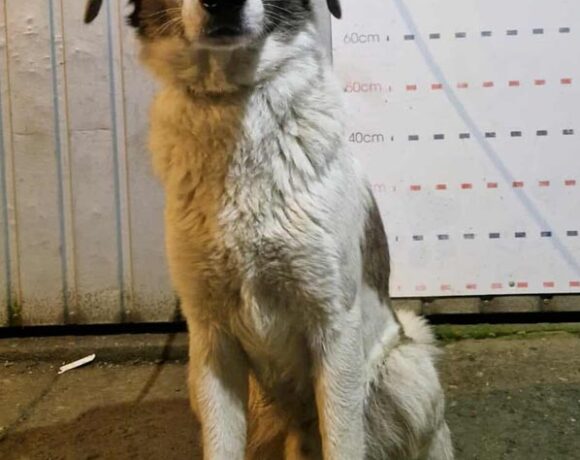 KAPISZON od Buły KAPISZON od Buły