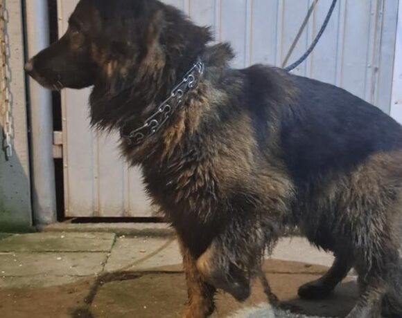 KOKA z Chrzanowa KOKA z Chrzanowa