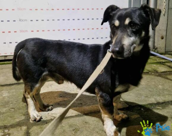 KRECIK z Miechowa KRECIK z Miechowa