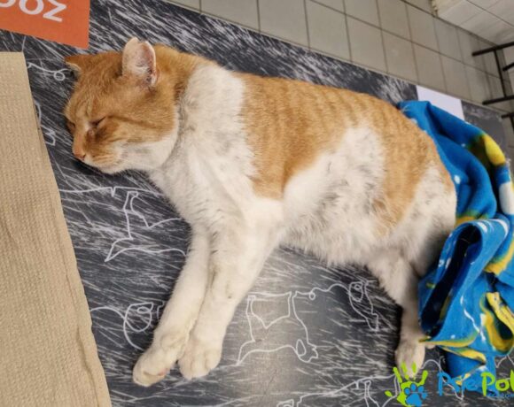 Kocurek MIECZYK Kocurek MIECZYK