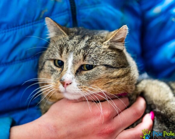 Kocurek RADAGAST Kocurek RADAGAST