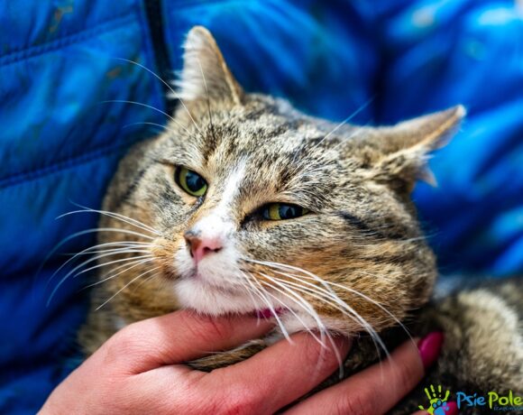 Kocurek RADAGAST Kocurek RADAGAST