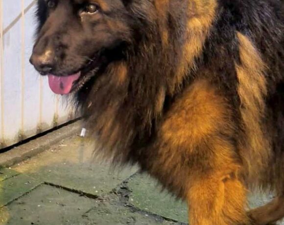 ROKI z Niepołomic ROKI z Niepołomic