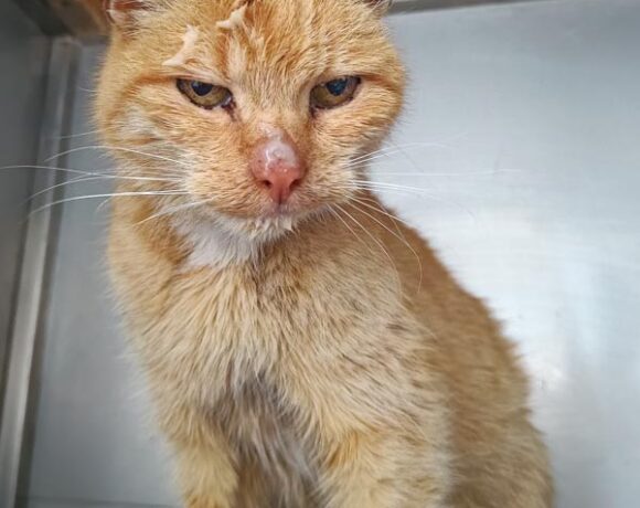 Kotka SAMMY Kotka SAMMY