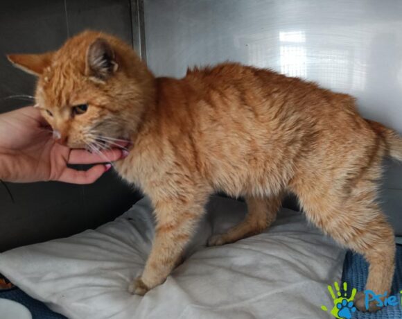 Kotka SAMMY Kotka SAMMY