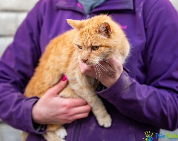 Kotka SAMMY Kotka SAMMY