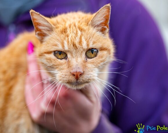 Kotka SAMMY Kotka SAMMY