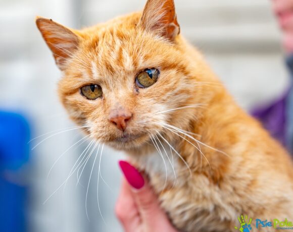 Kotka SAMMY Kotka SAMMY