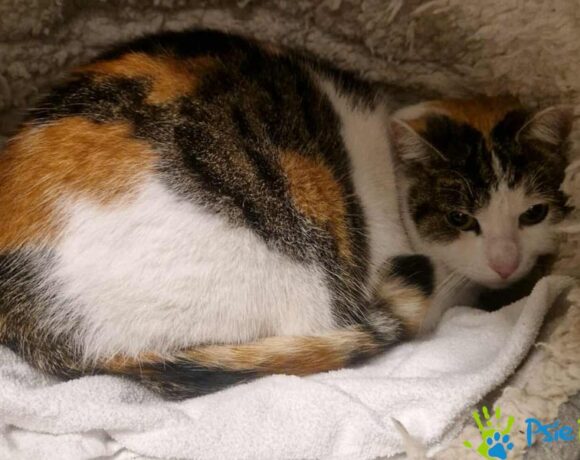 Kotka TOSIA Kotka TOSIA