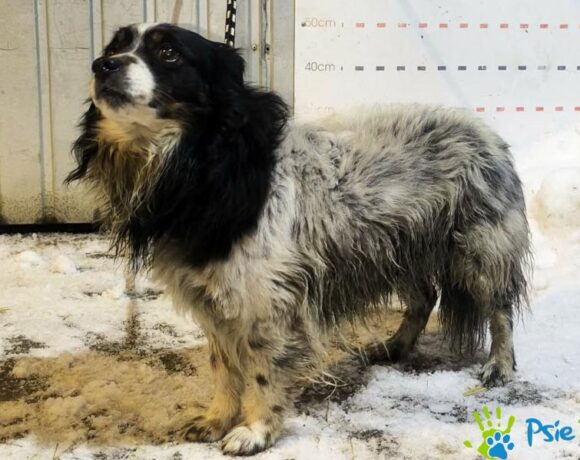 ALBERT z Chrzanowa ALBERT z Chrzanowa