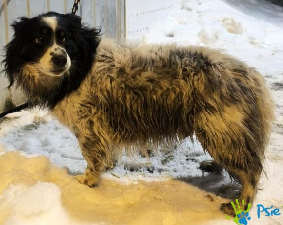 ALBERT z Chrzanowa ALBERT z Chrzanowa