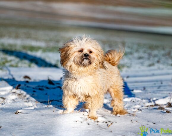 BARI z Chrzanowa BARI z Chrzanowa