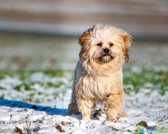BARI z Chrzanowa BARI z Chrzanowa