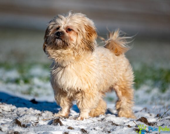 BARI z Chrzanowa BARI z Chrzanowa