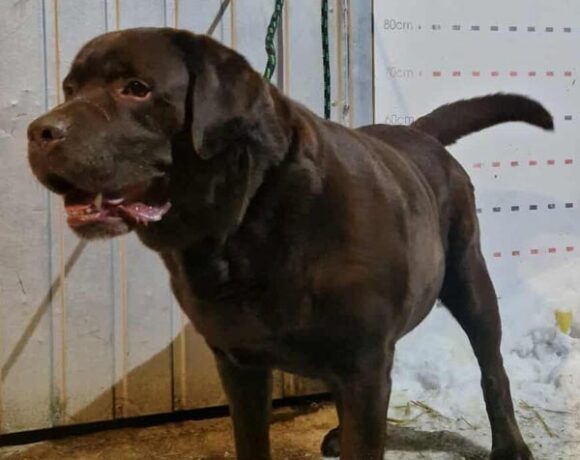 CZEKO-LABEK CZEKO-LABEK