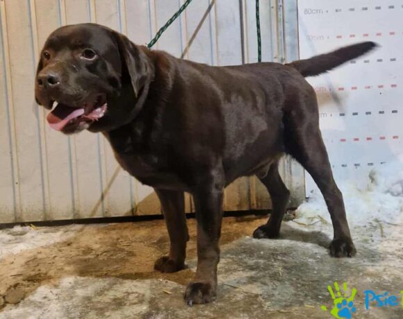 CZEKO-LABEK CZEKO-LABEK