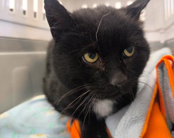 Kocurek RAMEK rezerwacja