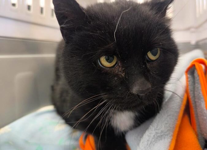 Kocurek RAMEK rezerwacja