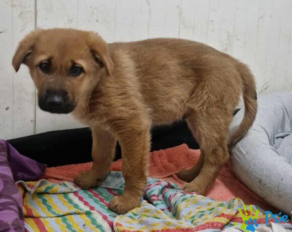 TOFIK z Drwini TOFIK z Drwini