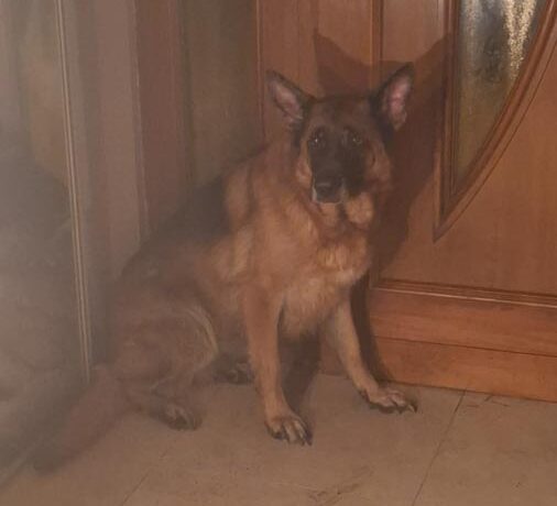 OWCZARKA z Krzeszowic OWCZARKA z Krzeszowic