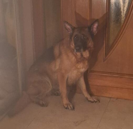 OWCZARKA z Krzeszowic