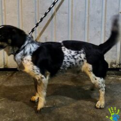 DŻORDŻ z Chrzanowa