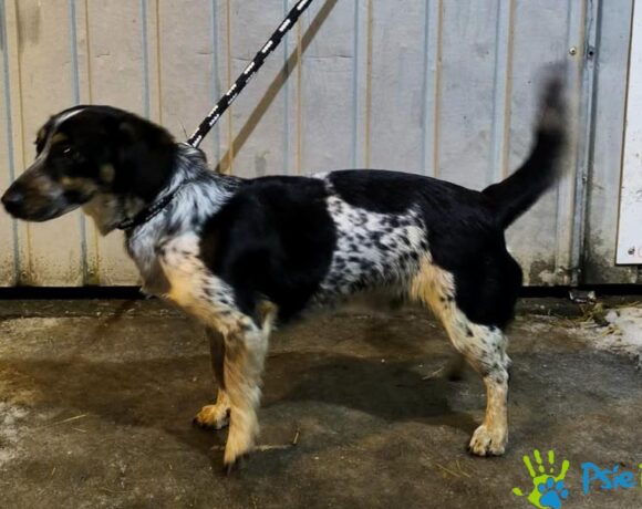 DŻORDŻ z Chrzanowa