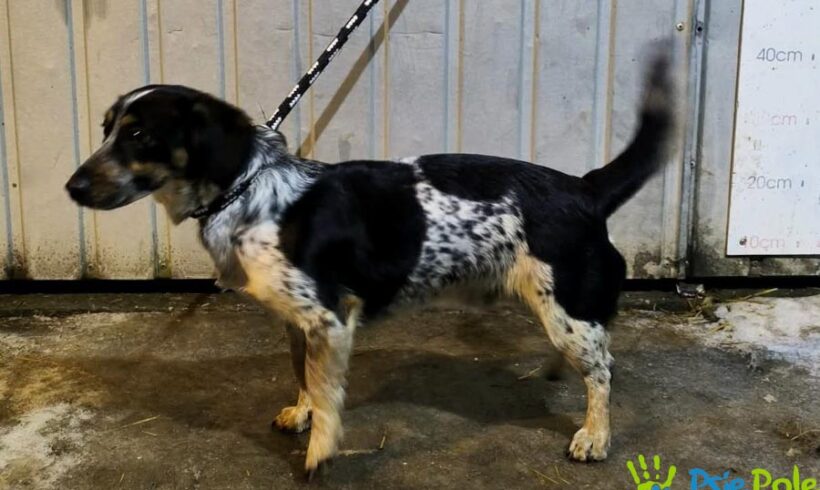 DŻORDŻ z Chrzanowa