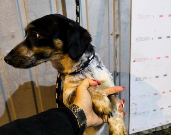 DŻORDŻ z Chrzanowa