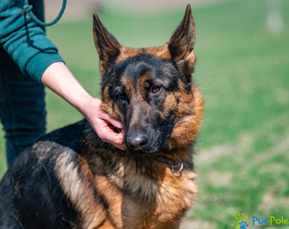 HARFA rezerwacja HARFA rezerwacja