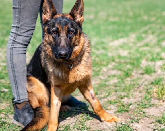 HARFA rezerwacja HARFA rezerwacja