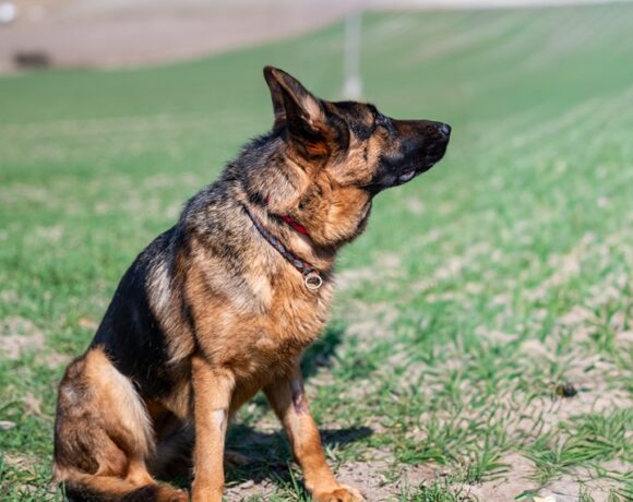 HARFA rezerwacja HARFA rezerwacja